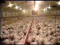 Sun Valley chicken factory