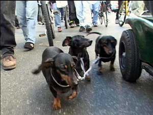 Daschunds for peace